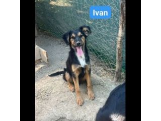 ALBA  BLACK  THOR  IVAN  CUCCIOLI IN ADOZIONE