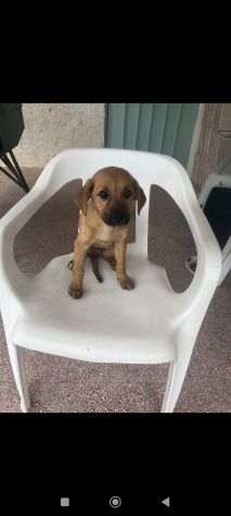 Regalo cuccioli incrocio labrador - Foto 4