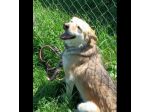CALLAS TRANQUILLA E COCCOLONA CAGNOLINA IN ADOZIONE