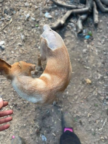 Lilla cucciola taglia medio piccola - Foto 4