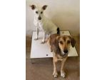 UBALDA E UGOLINO CAGNOLINI IN ADOZIONE