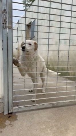 Ugo: 1 anno, taglia grande, socievole e affettuoso - Foto 2