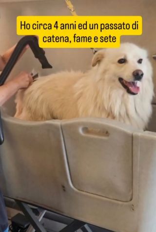 Mix Pastore Svizzero tg media quasi 5anni da 2 in canile NOVARA - Foto 2
