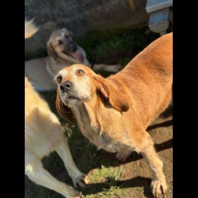PLUTO simpatico segugio di coccole. CANE IN ADOZIONE tg media - Foto 5