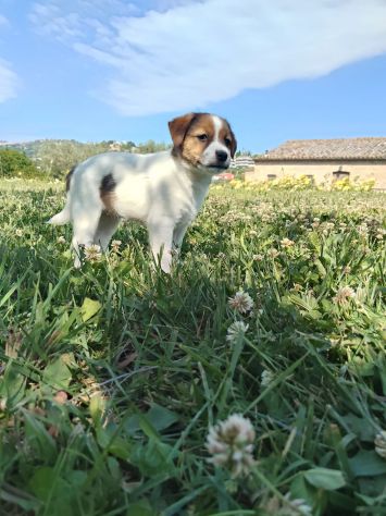 Cuccioli Jack Russell - Foto 3