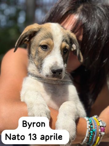 Byron meraviglia di quasi 4mesi tg media/medio grande SICILIA - Foto 2