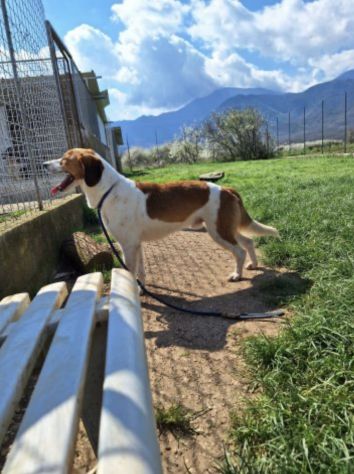 Zak -cagnolino dagli occhi magnetici- - Foto 3