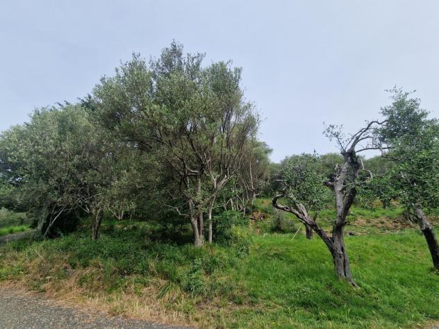 Terreno agricolo in vendita a Casano - Luni 2880 mq Rif: 1411360 - Foto 3