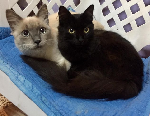 Gatti in cerca di casa - Foto 4