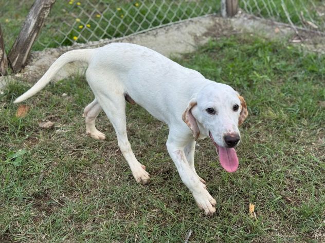 Spottydotty cucciolo dalle super orecchie - Foto 4