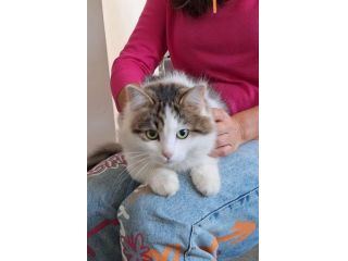 Dafne la gatta dal manto incantato