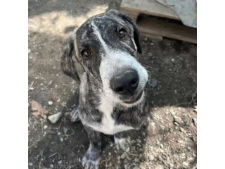 ENEA CUCCIOLO DA SOGNO IN ADOZIONE