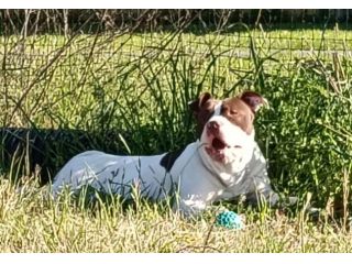 American Pittbull Terrier