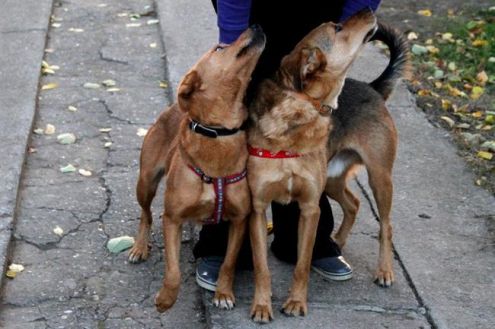 GIALLINO E GIALLINA cercano casa