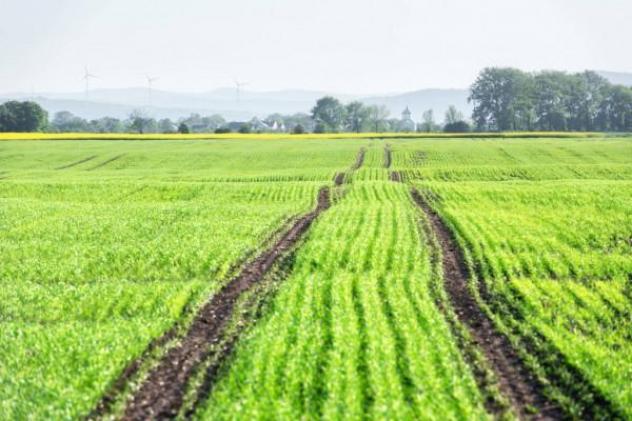 Terreno agricolo in vendita a Arena Metato - San Giuliano Terme 120000 mq  Rif: 972620