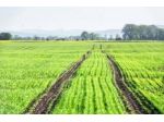 Terreno agricolo in vendita a Arena Metato - San Giuliano Terme 120000 mq   &hellip;
