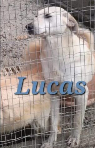 Lucas 4/5anni pelo corto INVISIBILE E TRISTE IN BOX .CALABRIA
