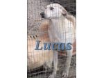 Lucas 4/5anni pelo corto INVISIBILE E TRISTE IN BOX .CALABRIA