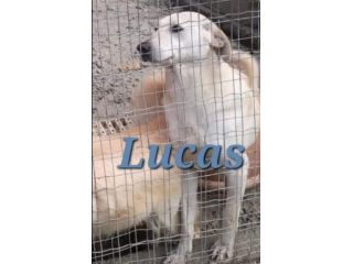 Lucas 4/5anni pelo corto INVISIBILE E TRISTE IN BOX .CALABRIA