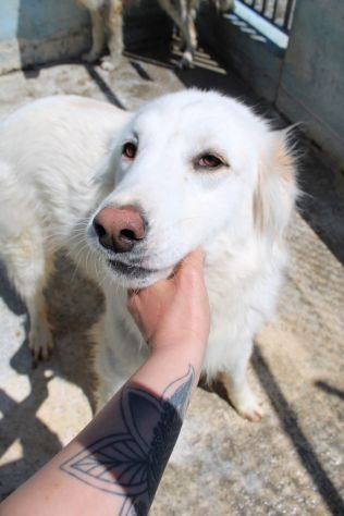 TONY 4 ANNI 25/30 KG. - Foto 4