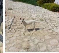 Roy 3anni pelo chiaro corto rimasto solo CAMPANIA - Foto 3