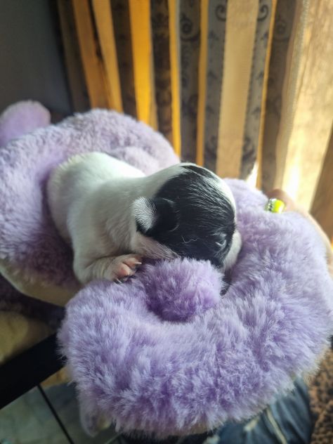 Cuccioli di chihuahua - Foto 5