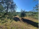 Valdambra - Annesso in Muratura con Terreno e Uliveto - Rif. C10