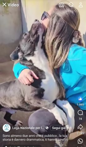 SILVESTRO DESIDERIO DI CAREZZE CANE IN ADOZIONE - Foto 9