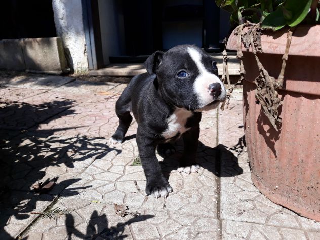American Staffordshire Terrier Bari Foggia Taranto Brindisi Lecce - Foto 4