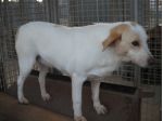 AGATA, cagnolina ideale per una famiglia