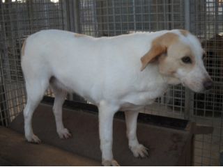 AGATA, cagnolina ideale per una famiglia
