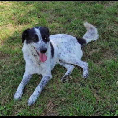 ESCAPE DOLCE E DISCRETO: CANE IN ADOZIONE TG MEDIA - Foto 9