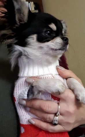 Chihuahua toy femmina Pedigree - Foto 7