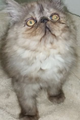 Cuccioli gatto Persiano pura razza - Foto 5