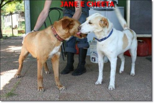JANE, cucciolona speciale - Foto 4