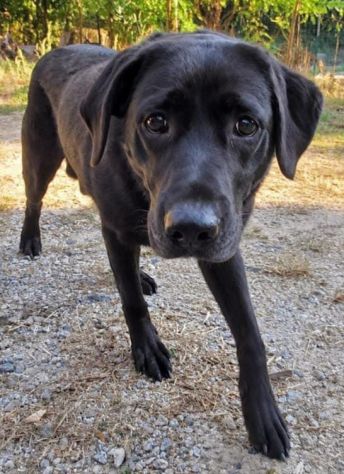 ARON LABRADOR RETRIEVER 2 ANNI - Foto 2