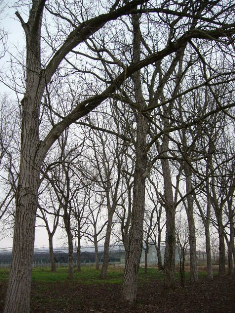 alberi di noce - Foto 8
