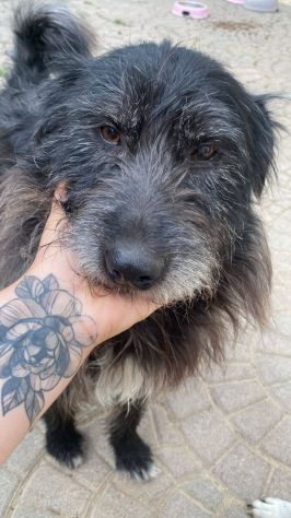 Barbetto spinone cerca famiglia