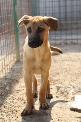 Paperino 3anni nato in 1terra di abbandoni PUGLIA SOS - Foto 3