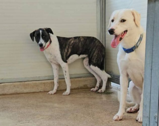 Kira: dolcissima, cerca nuova famiglia - Foto 3