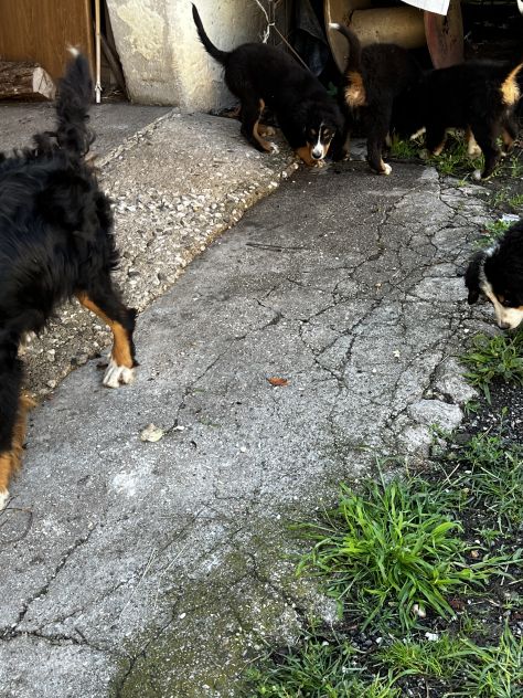 Cuccioli maschietti di Bovaro del Bernese - Foto 9