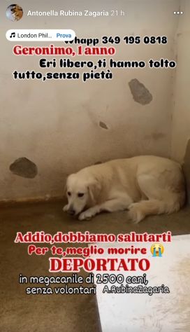 GERONIMO imprigionato senza colpa CANE IN ADOZIONE - Foto 3