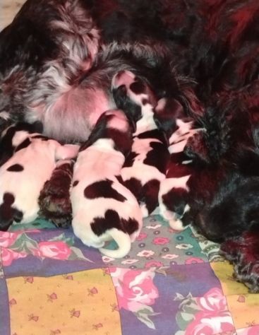 Cucciolata Cocker spaniel inglese Blu 5 - Foto 5