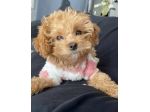 MALTIPOO & MALTIPO CUCCIOLI - pag agevolato