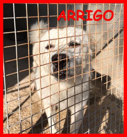 CAGNOLINI ARRABBIATI SOLI IN CANILE CERCANO CASA - Foto 3
