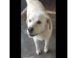 CATERINA CAGNOLINA SIMIL LABRADOR IN ADOZIONE