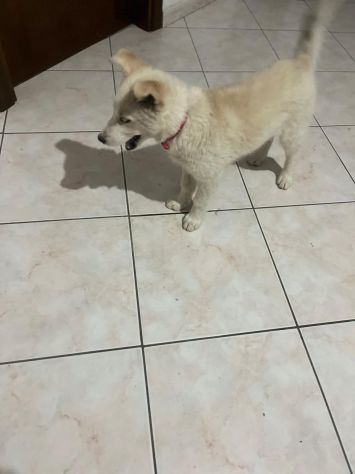 Regalo meravigliosi cuccioli incrocio husky - Foto 5