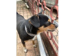 Animali