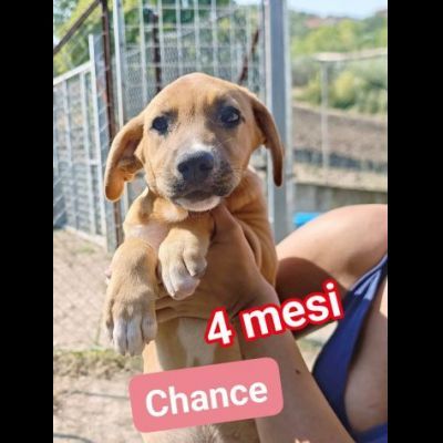 CHANCE e BONHEUR DELIZIOSI CUCCIOLI IN ADOZIONE - Foto 5