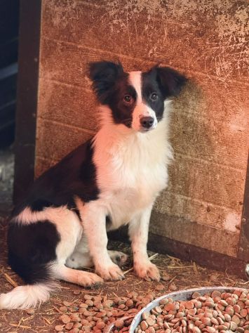 DALIA, cucciola spaventata! MIX BORDER COLLIE. - Foto 5